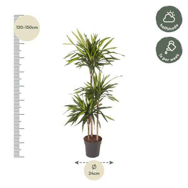 Image of Drachenbaum Zimmerpflanze Ø24cm ↕140cm – pflegeleichte Grünpflanze für Wohnzimmer, Büro & helle Standorte kaufen-1