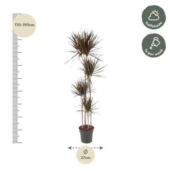 Image of Drachenbaum – Dracaena Magenta 180cm – Ø27cm – Zimmerpflanze mit grünen Blättern & magentafarbenem Rand – Pflegeleicht-1