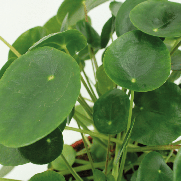 Image of Chinesischer Geldbaum Pilea Peperomioides Zimmerpflanze Ø12cm ↕20cm – pflegeleichte Grünpflanze für Wohnzimmer, Büro & helle Standorte kaufen-2