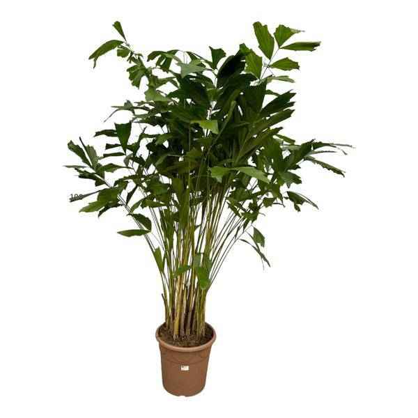 Image of Caryota Mitis – Fischschwanzpalme – Zimmerpflanze ↕210cm – Ø40cm – Tropische Rarität mit gefiederten Blättern – XXL Palme für Zimmer & Büro-0