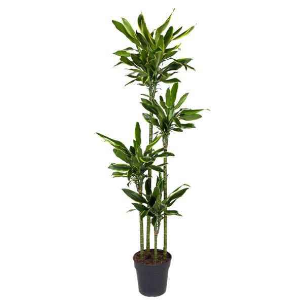 Image of Drachenbaum – Dracaena Golden Coast 170cm – Ø27cm – Exotische Zimmerpflanze mit grünen und goldenen Blättern-0