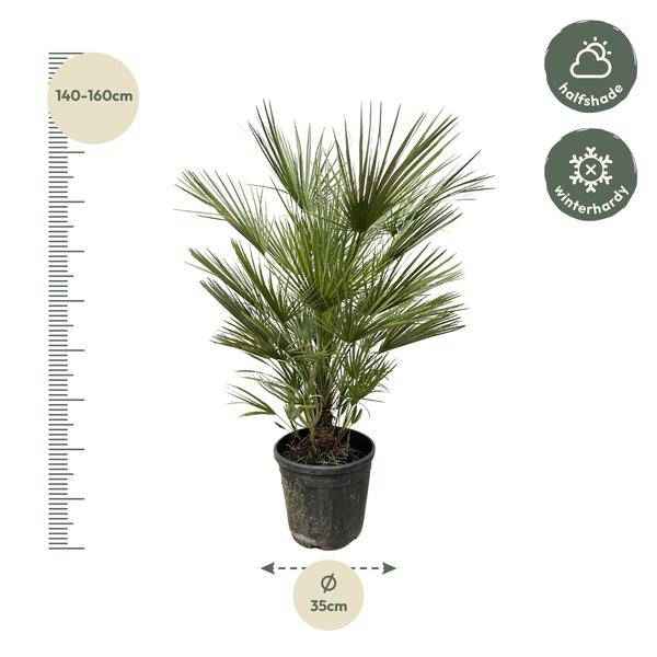 Image of Grüne Zwergpalme – Chamaerops Humilis 150cm – Ø30cm – Europäische frostbeständige Palme – Mediterrane Zimmer – & Gartenpflanze für Innen-1