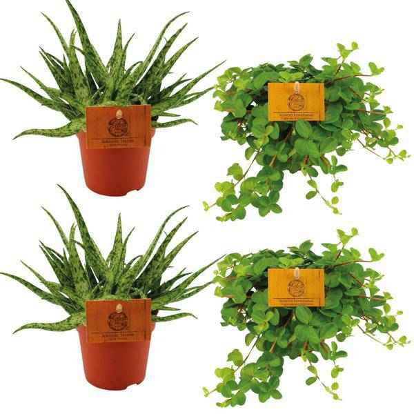 Image of Zimmerpflanzen-Set – 2x Aloe Spider + 2x Peperomia Rotundifolia – Ø10.5cm – ↕10cm – Pflegeleicht & dekorativ – Ideal für helle & halbschattige Räume-0