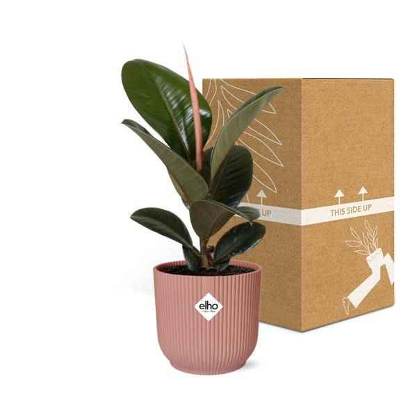 Image of Gummibaum Ficus Elastica 'Robusta' Zimmerpflanze – pflegeleichte Grünpflanze für Wohnzimmer, Büro & helle Standorte kaufen-2