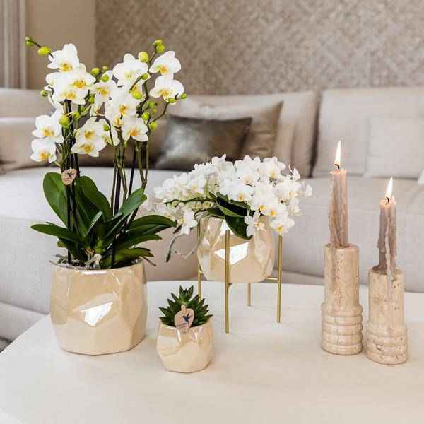 Image of Kombi – Angebot Perlen Travertin Töpfe – 3er – Set Ø6/9/12cm – stilvolle Keramik – Pflanzgefäße für Orchideen, Sukkulenten & Zimmerpflanzen