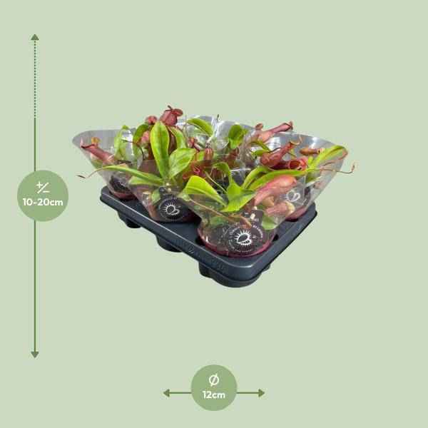 Image of Fleischfressende Pflanze – Nepenthes Alata – Kannenpflanze – Ø12cm – ↕17cm – Exotische Zimmerpflanze mit dekorativen Kannenfallen – Pflegeleicht & dekorativ