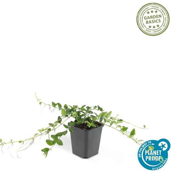 Image of Vinca minor 'Alba' – 12 Pflanzen – Weißes Immergrün als Bodendecker – Pflegeleicht & Robust – Blüht März bis Juni-3