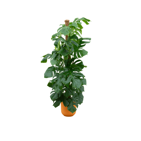 Image of Monstera Pertusum – Fensterblatt – Zimmerpflanze ca. 150cm – Ø26cm – inkl. Jazz Pflanztopf Gelb-0