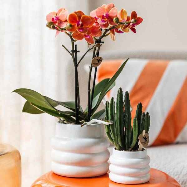 Image of Phalaenopsis Orchidee Mineral Bolzano Orange – Zimmerpflanze mit 2-3 Zweigen – Inklusive Bubble Keramiktopf Weiß Ø9cm