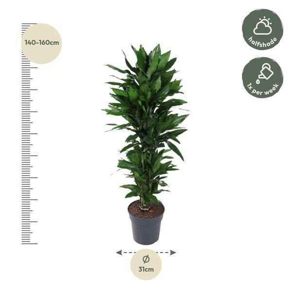 Image of Drachenbaum Zimmerpflanze Ø31cm ↕130cm – pflegeleichte Grünpflanze für Wohnzimmer, Büro & helle Standorte kaufen-1