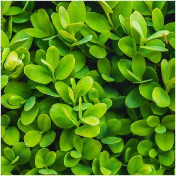 Image of Buchsbaum – Buxus Sempervirens – immergrüne Heckenpflanze – 6 Pflanzen – Gesamt 1m Länge – Ø12cm – 20cm hoch – pflegeleichte Gartenpflanze-2