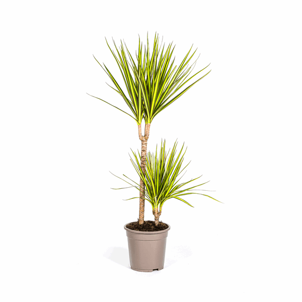 Image of Dracaena Marginata Sunray Drachenbaum – Zimmerpflanze Ø19cm – ca. 80-100cm hoch – Tropischer Akzent mit grünen und gelben Blättern-0