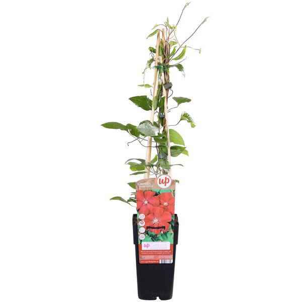 Image of Waldrebe – Clematis Hagley Hybrid – Ø15cm – ca. 65cm hoch – Winterharte Kletterpflanze mit großen rosa – bis purpurfarbenen Blüten-1