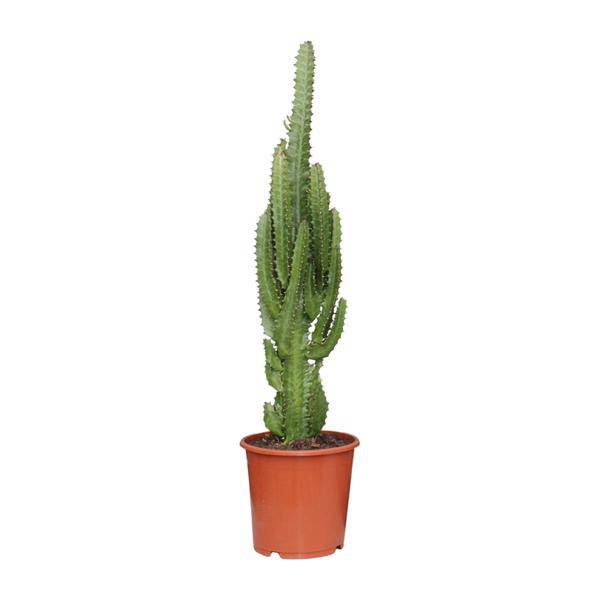 Image of Dreikantige Wolfsmilch Euphorbia Trigona Zimmerpflanze Ø17cm ↕70cm – pflegeleichte Sukkulente für Wohnzimmer, Büro & helle Standorte kaufen-0
