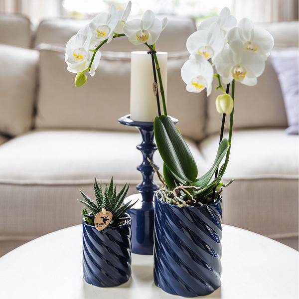 Image of Candy Dekotopf – Hoch – Blau – Ø9cm – Moderner Keramiktopf in kräftigen Farben – Stilvoller Pflanzentopf für Zimmerpflanzen, Orchideen & Sukkulenten-4