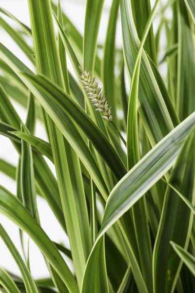 Image of Japan – Segge – Carex morrowii 'Icedance' – Immergrünes Ziergras – 3 Pflanzen – Ø14cm – Ca. 30cm hoch – Winterhart & pflegeleicht – Für Garten & Kübel-3