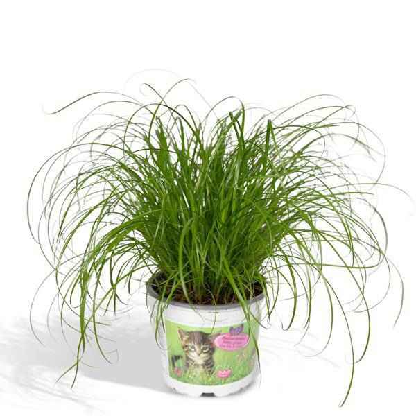 Image of Katzengras Cyperus alternifolius Zimmerpflanze Ø12cm ↕20cm – pflegeleichte Grünpflanze für Wohnzimmer, Büro & helle Standorte kaufen