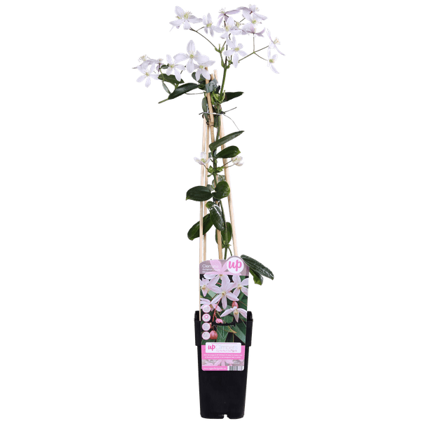 Image of Waldrebe Clematis armandii Apple Blossom – Immergrüne Clematis – Hellrosa Blüten – Ø15cm – ↕65cm Kletterpflanze – Duftende Blüten – Wintergrün-1