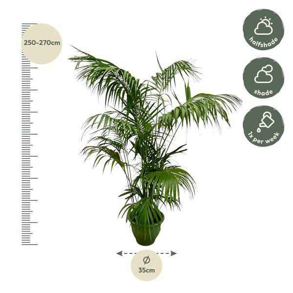 Image of Kentia – Palme – Howea forsteriana – Zimmerpflanze 260cm – Ø35cm – XXL – Palme mit eleganten dunkelgrünen Wedeln – Pflegeleicht-1