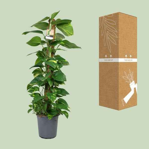 Image of Efeutute Scindapsus Epipremnum – Zimmerpflanze – Ø24cm 120cm hoch – Pflegeleichte Kletterpflanze mit leuchtend grünem Laub – Ideal für Halbschatten – Fabien Pflanzen