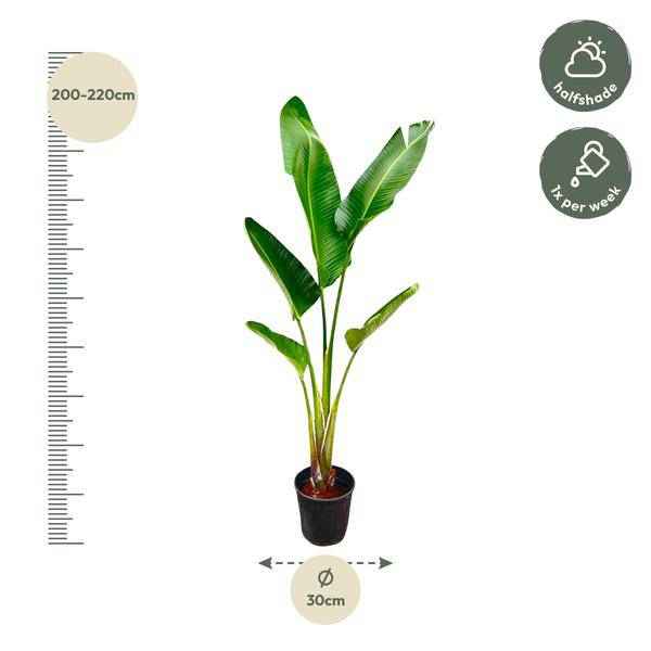 Image of Baum – Strelitzie – Strelitzia Augusta – Zimmerpflanze – 210cm – Ø30cm – Weißer Paradiesvogel mit großen Blättern für Wohnzimmer und Büro-2