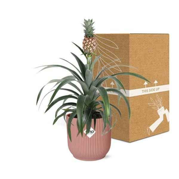 Image of Ananaspflanze Ananas Mi Amigo Zimmerpflanze Ø14cm – pflegeleichte Grünpflanze für Wohnzimmer, Büro & helle Standorte kaufen
