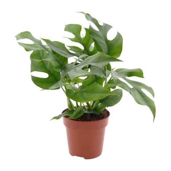Image of Fensterblatt – Monstera Minima – Zimmerpflanze – Ø12cm – Höhe ca. 25cm – Tropische Kletterpflanze mit gespaltenen Blättern