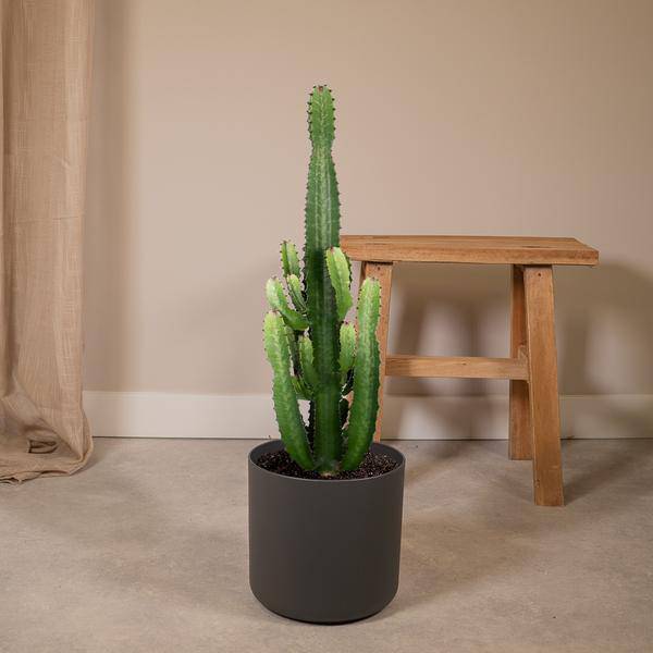 Image of Kaktus – Wolfsmilch – Euphorbia Acrurensis (Cowboy – Kaktus) – Zimmerpflanze – Ø24cm ↕60-80cm – Sukkulente – Pflegeleicht – Exotisches Wüstendesign-1