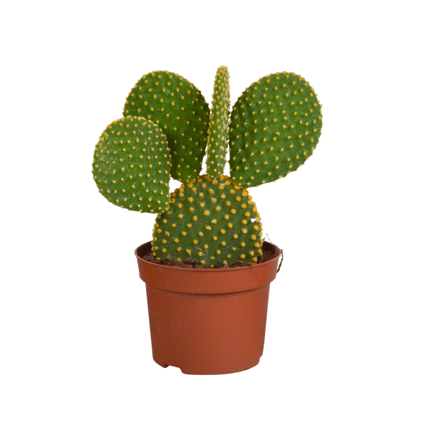 Image of Hasenohrenkaktus – Opuntia microdasys – Zimmerpflanze – Sukkulente – 12cm-0
