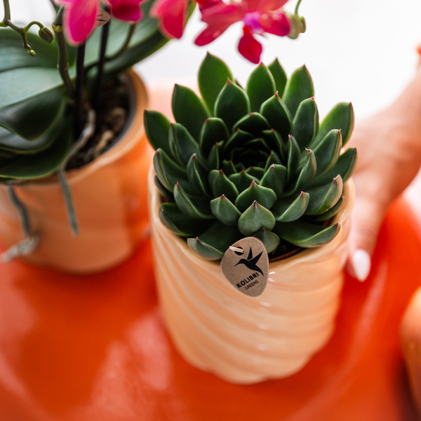 Image of Sukkulente Echeveria Miranda – Grüne Zimmerpflanze – Rosettenform – Ø9cm – Pflegeleicht & Dekorativ-1