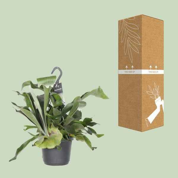 Image of Geweihfarn Platycerium Netherlands Zimmerpflanze Ø17cm ↕30cm – pflegeleichte Grünpflanze für Wohnzimmer, Büro & helle Standorte kaufen-2