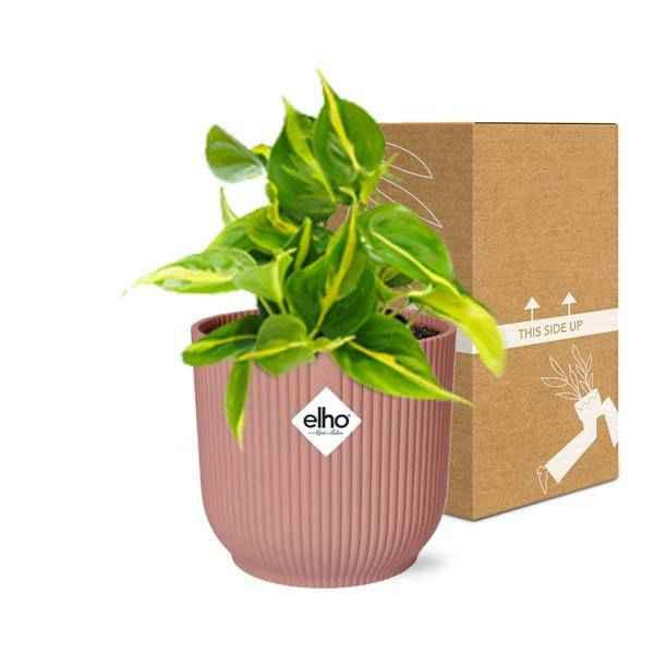 Image of Baumfreund Philodendron Scandens 'Brasil' – Zimmerpflanze inkl. Ziertopf Vibes Fold Rosa Ø14cm – Herzförmige Blätter mit gelbgrüner Zeichnung