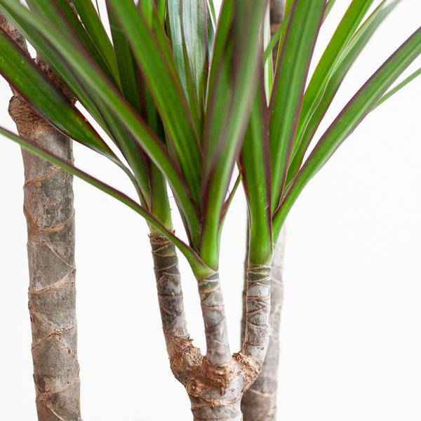 Image of Drachenbaum Dracaena Marginata Zimmerpflanze Ø21cm ↕95cm mit dekorativem Übertopf – pflegeleichte Grünpflanze für Wohnzimmer, Büro-3