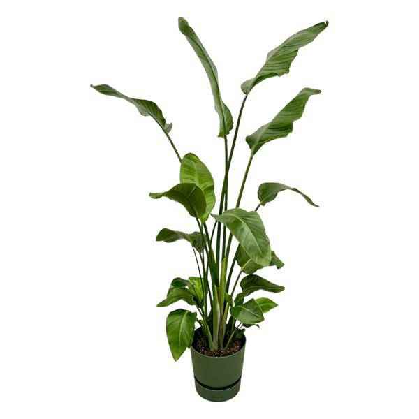 Image of Strelitzia Nicolai – Baum – Strelitzie – Zimmerpflanze ca. 180cm – Ø30cm – inkl. Pflanzgefäß Greenville Grün – Weißer Paradiesvogel – Tropische XL-0