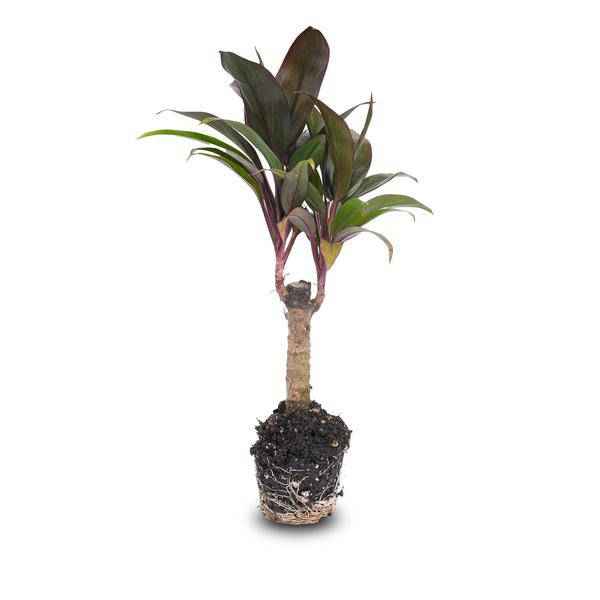 Image of Mini – Palme Cordyline fruticosa Purple Compacta – Terrarienpflanze – Ø6cm – Kompakte Keulenlilie mit violettem Laub – Pflegeleicht & dekorativ-0