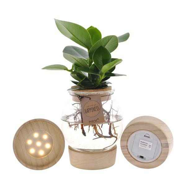 Image of Clusia im sphärischen Glas mit LED & Schnappkorken Zimmerpflanze Ø12cm ↕30cm – pflegeleichte Grünpflanze für Wohnzimmer, Büro & helle Standorte