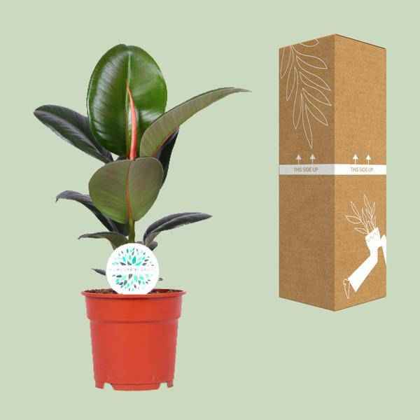Image of Gummibaum Ficus Elastica Robusta Zimmerpflanze Ø17cm ↕55cm – pflegeleichte Grünpflanze für Wohnzimmer, Büro & helle Standorte kaufen-2