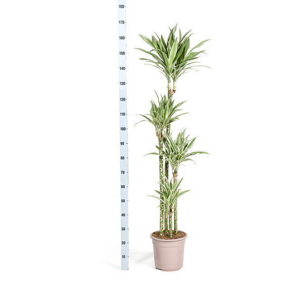 Image of Drachenbaum Dracaena Deremensis White Stripe Zimmerpflanze Ø27cm ↕180cm – pflegeleichte Grünpflanze für Wohnzimmer, Büro & helle Standorte kaufen-4