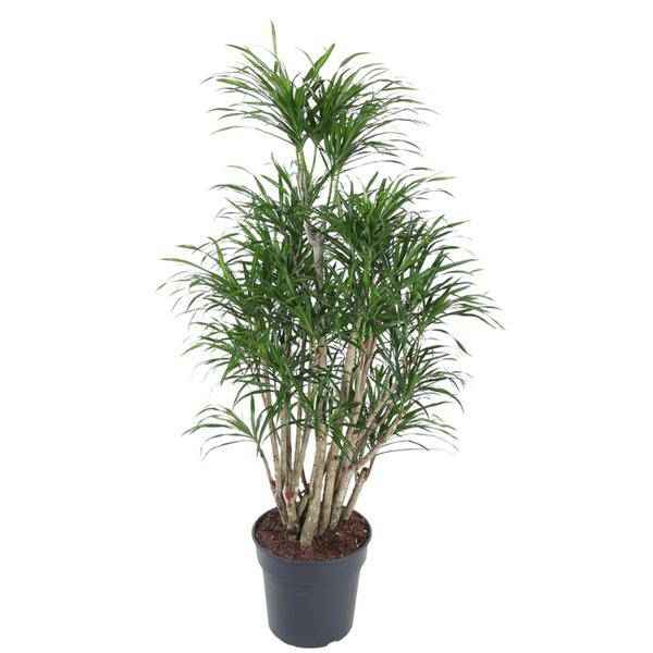 Image of Drachenbaum Zimmerpflanze Ø31cm ↕140cm – pflegeleichte Grünpflanze für Wohnzimmer, Büro & helle Standorte kaufen-0