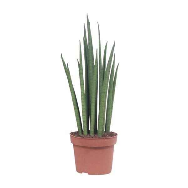 Image of Bogenhanf – Sansevieria Mikado – Zimmerpflanze – Ø12cm – ↕40cm – Schwiegermutterzunge – pflegeleichte grüne Pflanze mit schwertförmigen Blättern-0