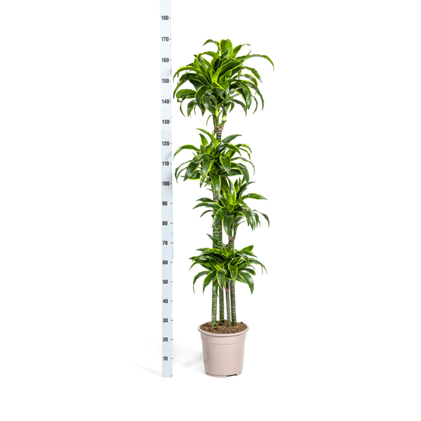 Image of Drachenbaum Dracaena Deremensis Dorado Zimmerpflanze Ø27cm ↕180cm – pflegeleichte Grünpflanze für Wohnzimmer, Büro & helle Standorte kaufen-4