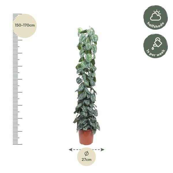 Image of Efeutute Scindapsus Pictus Trebie Zimmerpflanze Ø27cm ↕160cm – pflegeleichte Grünpflanze für Wohnzimmer, Büro & helle Standorte kaufen