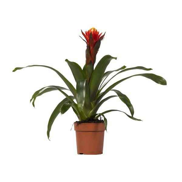 Image of Bromelie – Guzmania Happiness – Zimmerpflanze – Ø12cm – ↕45cm – Exotische Blühpflanze mit leuchtenden Hochblättern – Pflegeleicht & dekorativ-0
