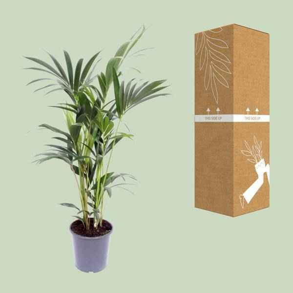 Image of Kentia – Palme – Howea forsteriana – Zimmerpflanze – Ø21cm – ↕120cm – elegante Grünpflanze für Wohnzimmer, Büro & Schlafzimmer-2