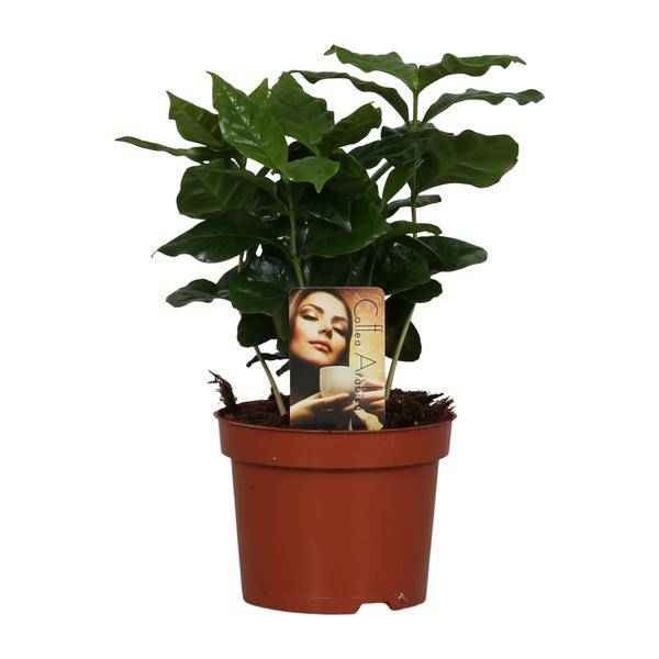 Image of Kaffeepflanze – Coffea Arabica – Zimmerpflanze – Ø12cm ↕25cm – Aromatische Deko – Pflegeleicht – Halbschatten – Tropisch-0