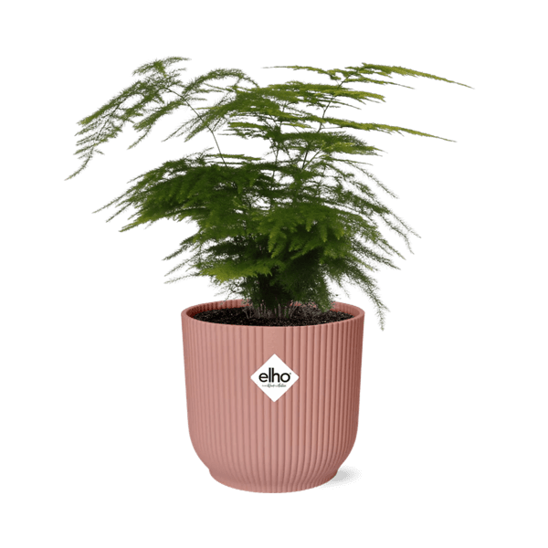 Image of Feder – Spargel Asparagus Setaceus Plumosus Zimmerpflanze Ø12cm Ø14cm – pflegeleichte Grünpflanze für Wohnzimmer, Büro & helle Standorte kaufen-0