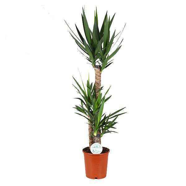 Image of Palmlilie Yucca – Große Zimmerpflanze Ø24cm – 125cm hoch – Pflegeleicht & Robust – Ideal für Wohnzimmer & Büro-0