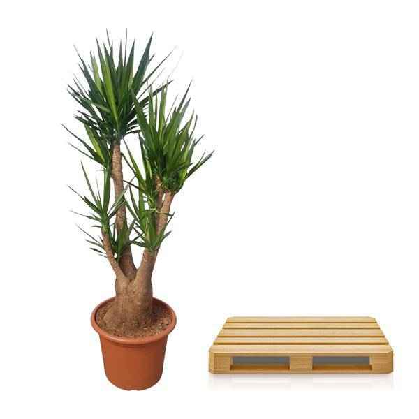 Image of Riesen – Palmlilie – Yucca Elephantipes verzweigt – Zimmerpflanze 190cm – Ø55cm – Tropische Grünpflanze für Wohnzimmer, Büro & Wintergarten-2