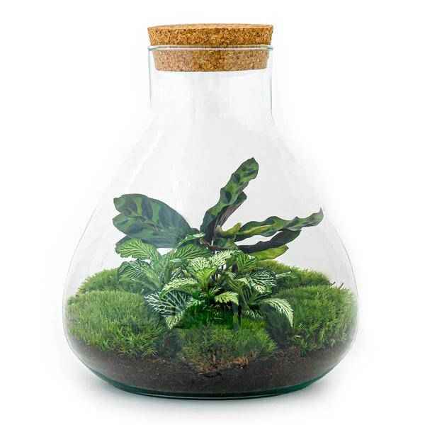 Image of Flaschengarten ↕27cm – pflegeleichter Flaschengarten im Glas, Pflanzen Terrarium für Wohnzimmer & Büro