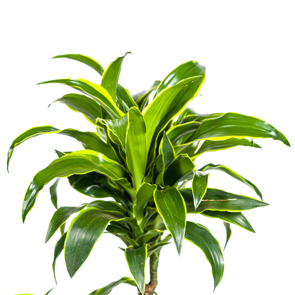 Image of Dracaena Deremensis Dorado – Drachenbaum – Zimmerpflanze – Ø21cm – Höhe 100-120cm – Dunkelgrüne Blätter mit gelbem Rand – Pflegeleicht & dekorativ-1